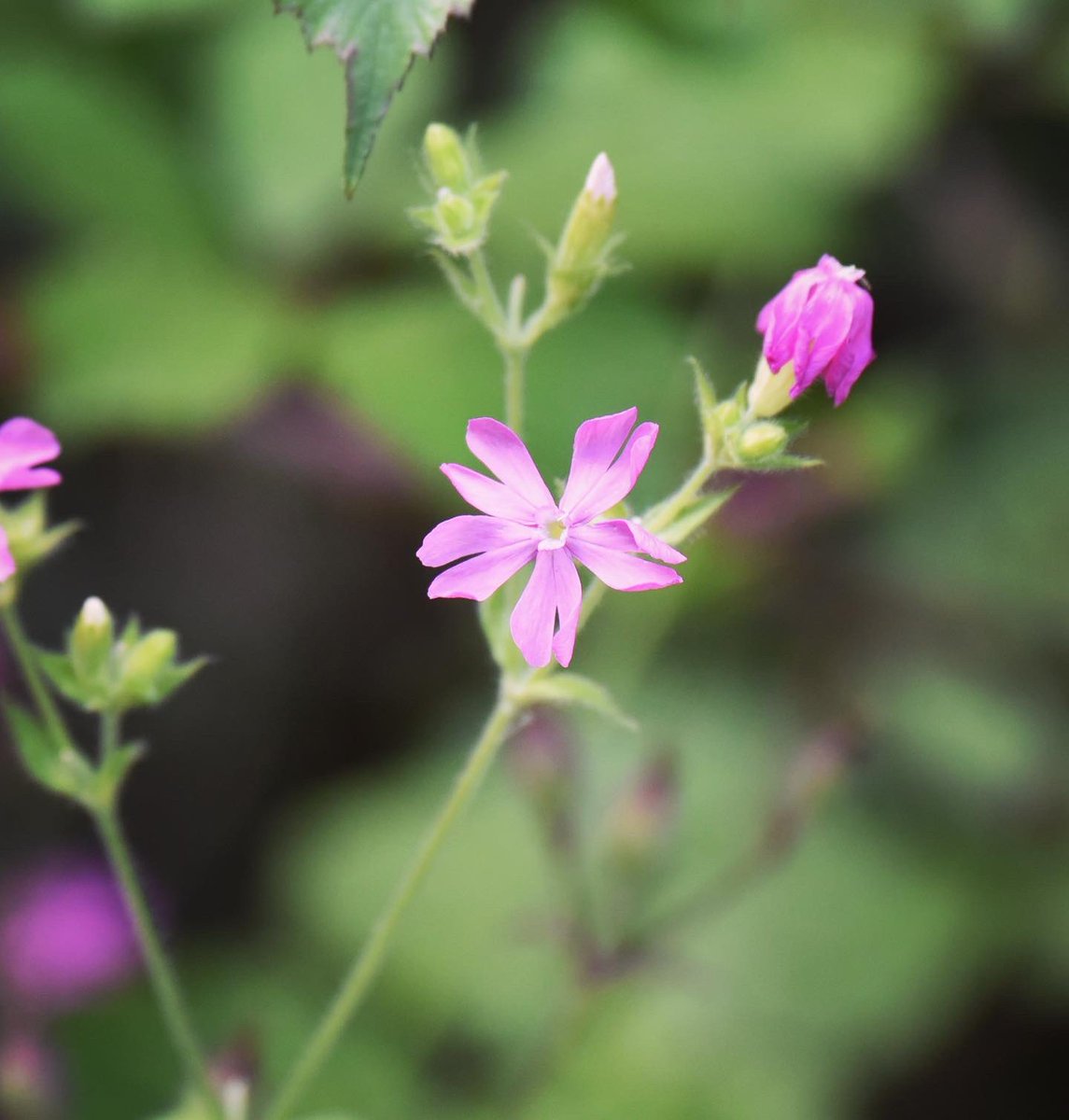 Epping Forest tweet media