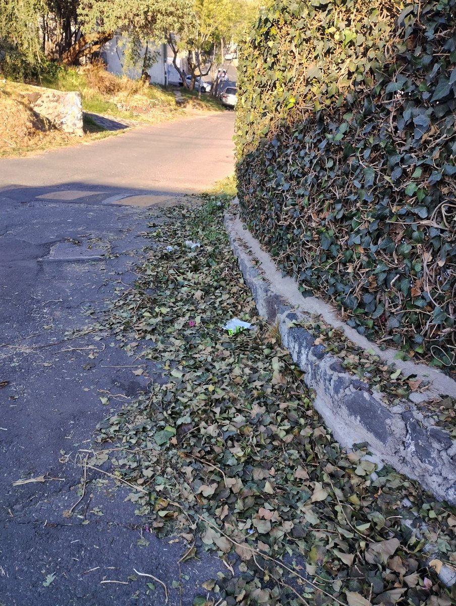 lfcari's tweet photo. Los vecinos de Tixkokob y Celestún podan su enredadera pero no recogen la basura, ojalá alguien haga algo @TlalpanAl  @TlalpanVecinos https://t.co/VzzSlsX1mg