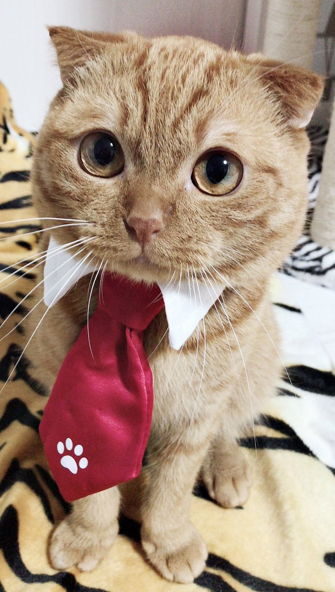 sAAApyonty's tweet photo. @gravail 左から、蒼大・楓大・銀大 です🐱♡ https://t.co/WGE8Pj1xcH