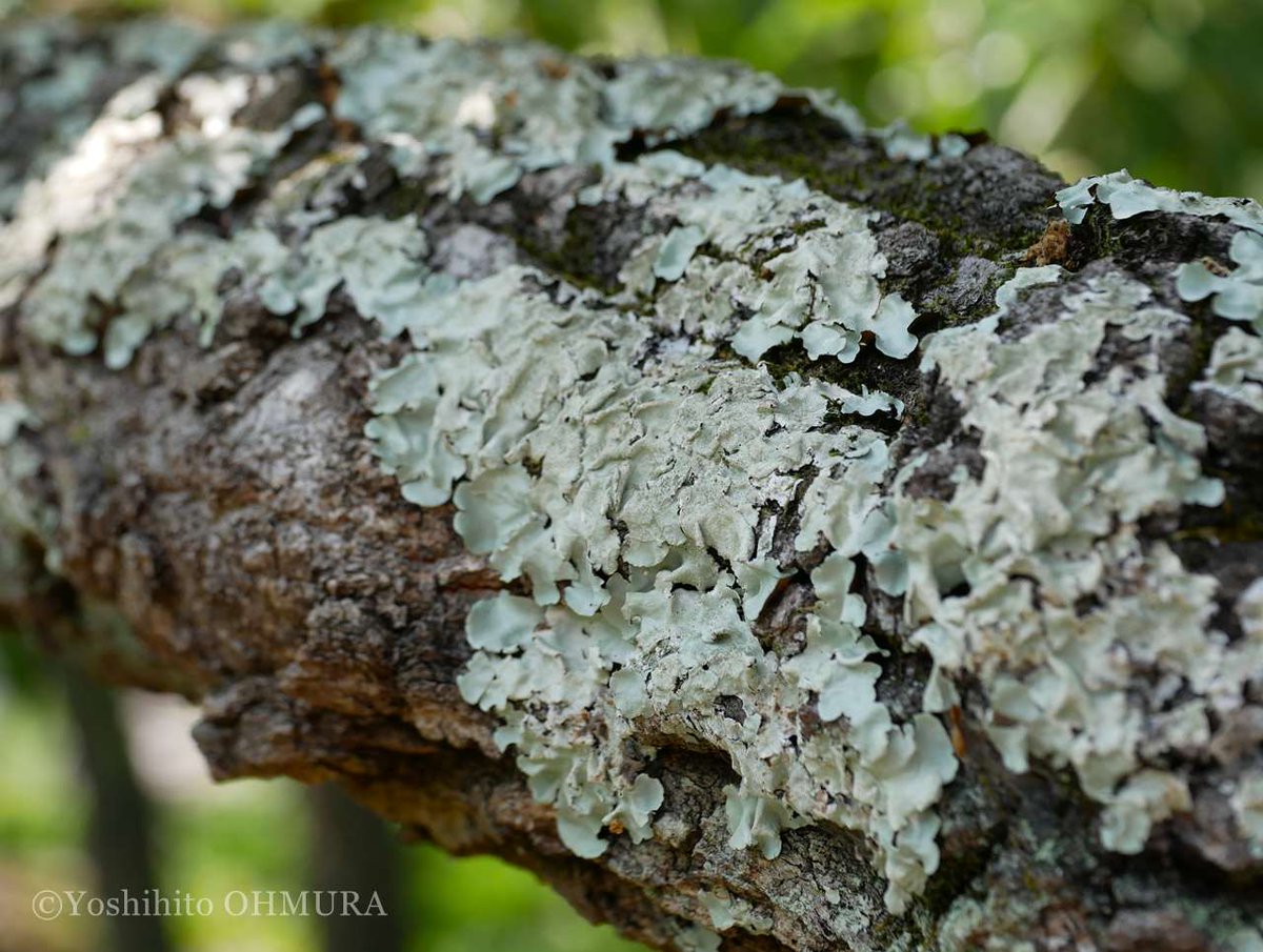 Yoshihito OHMURA tweet media