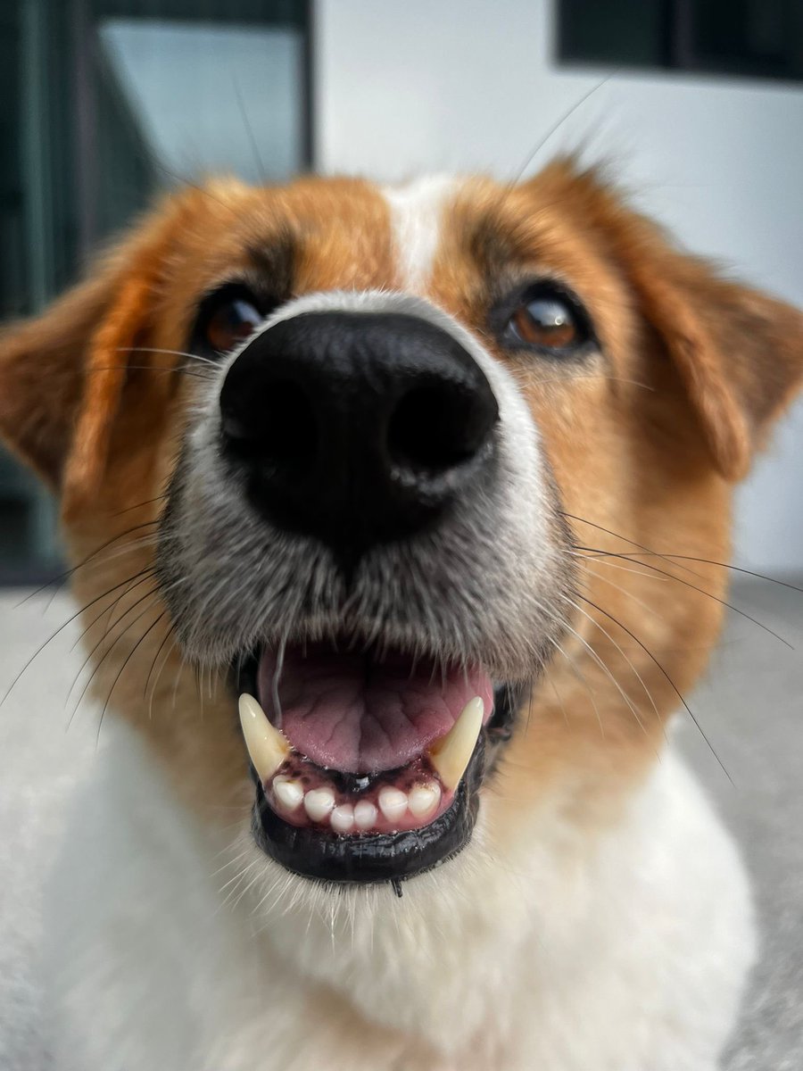 Niall Harbison tweet media