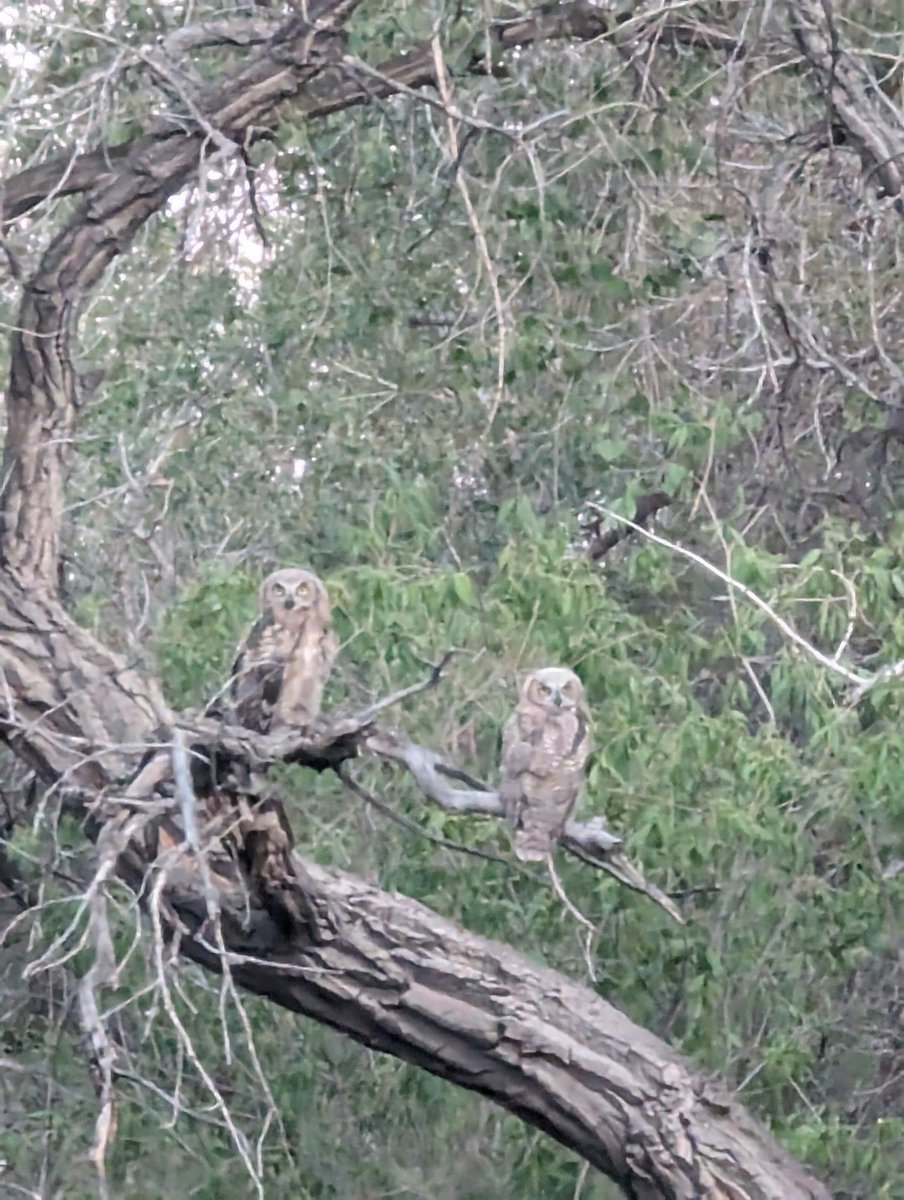 It's hot in Corrales
corralesphenology.blogspot.com/2024/06/thrive…