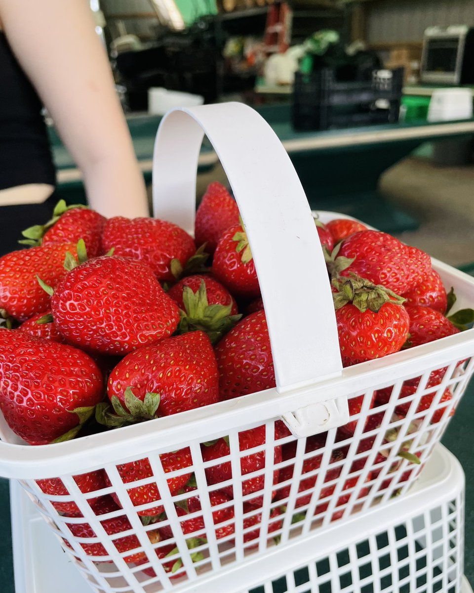 KyraNGillis's tweet image. 🍓🍓🍓so good and fresh 😋 picked today about 3 hours ago‼️#localfarm #ottawa #manotick 
@abbyhillfarms