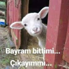 Kandırmayın bakın :)