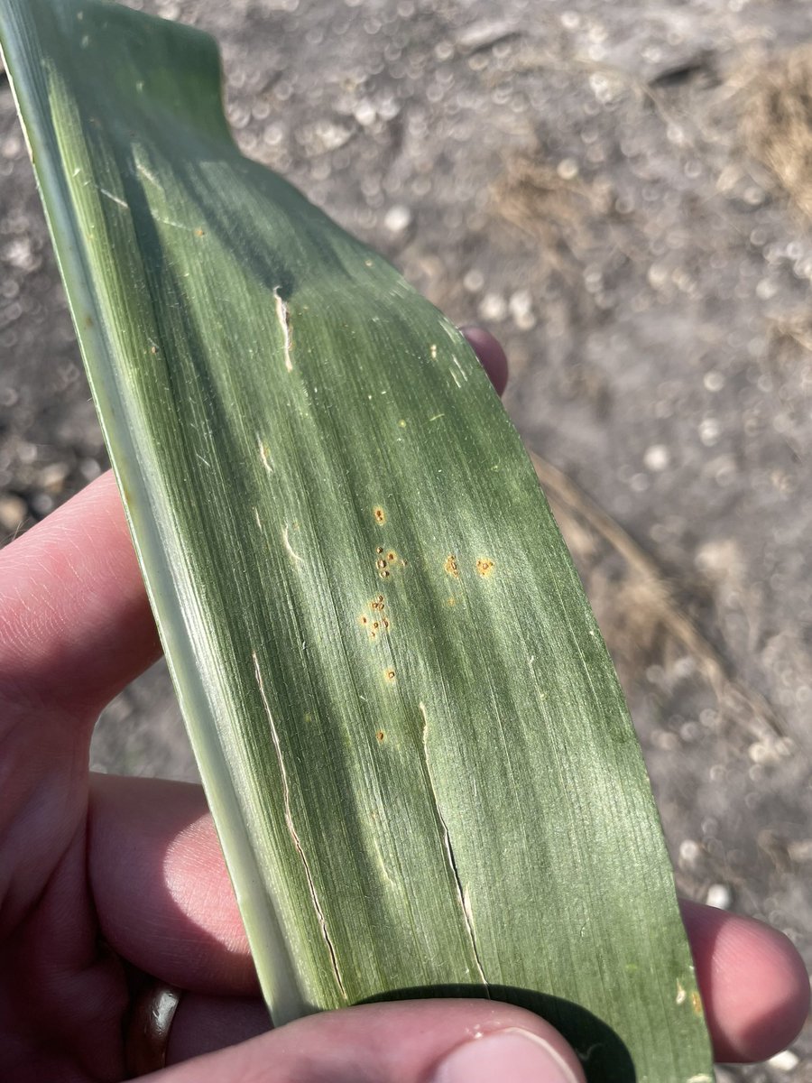 Had a good time speaking about corn, cotton, and sorghum diseases at the Matagorda Co. crop tour last Thursday! Not much disease to be seen, but we did find a little southern rust (Puccinia polysora) 🌽
