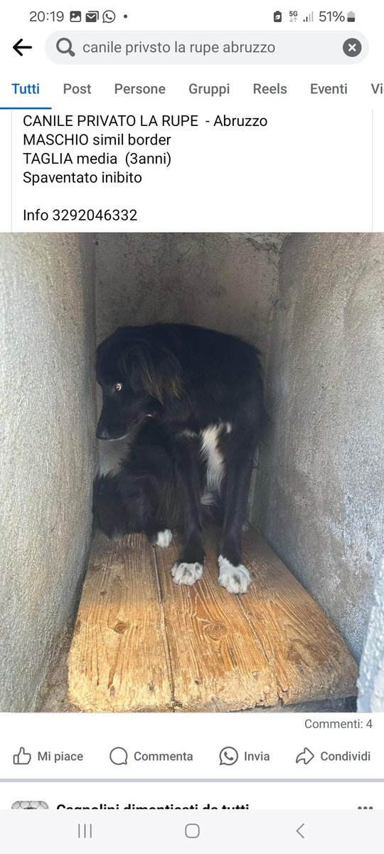 GabriellaBargh1's tweet photo. E QUESTO SAREBBE UN BOX A ME
SEMBRA UN LOCULO. LUI VIVE IN
QUESTO CANILE PRIVATO IN ABRUZZO FORZA RPRPRP DIAMO UNA VITA DEGNA DI ESSERE VISSUTA
FA TANTA PENA NN RIESCE NEMMENO GIRARSI. GRAZIE
🙏🙏🙏😭☘️🐾🌺🥰😟💔💔💔🐞 https://t.co/3UD6Khla5F