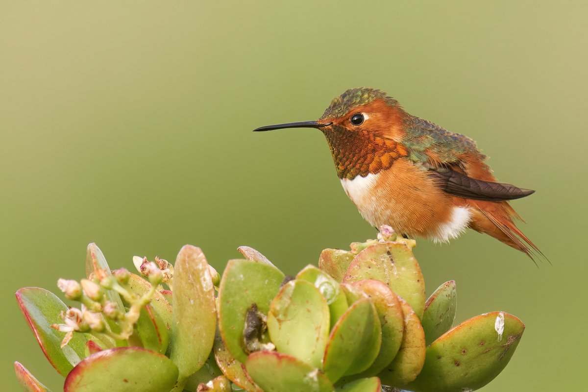 USFWS's tweet photo. He's a beach boy, giving good vibrations.

Allen's hummingbird breeds exclusively along the coast of CA and OR. During their mating display, they use the quick beating of their wings to create a loud trill.

Photo: Grigory Heaton, CC BY-NC 2.0 https://t.co/e5O6FrzJxt