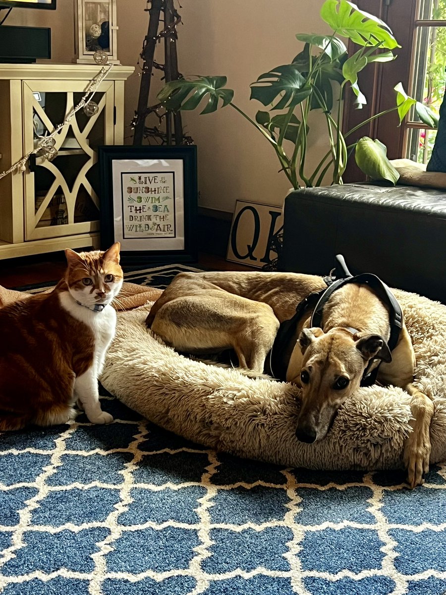 I wanted my oomfs to know that I wasn’t a greyhound mom for about a month and it was horrible. So we fixed that this weekend with Jimi. 10/10 would recommend. Bub also approves.