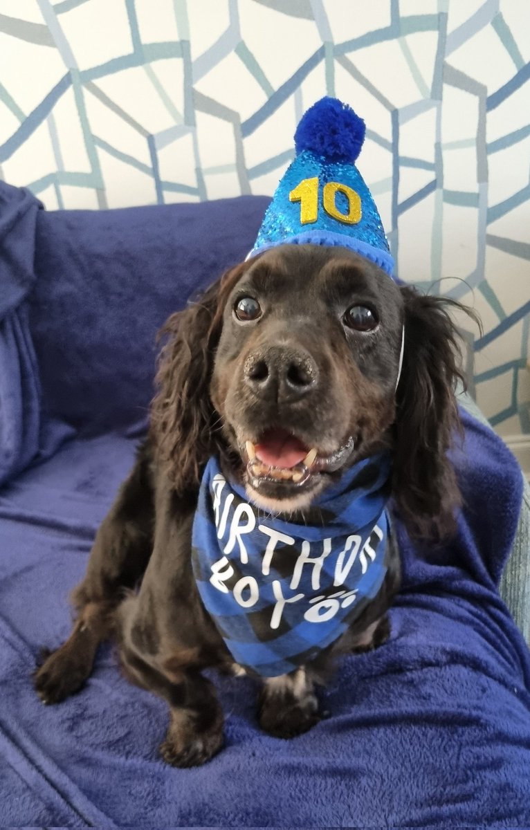 K9Scottish's tweet image. Happy 10th Birthday to my special little dude #PDBilly
Here's to many more my wee pal 💙🤩