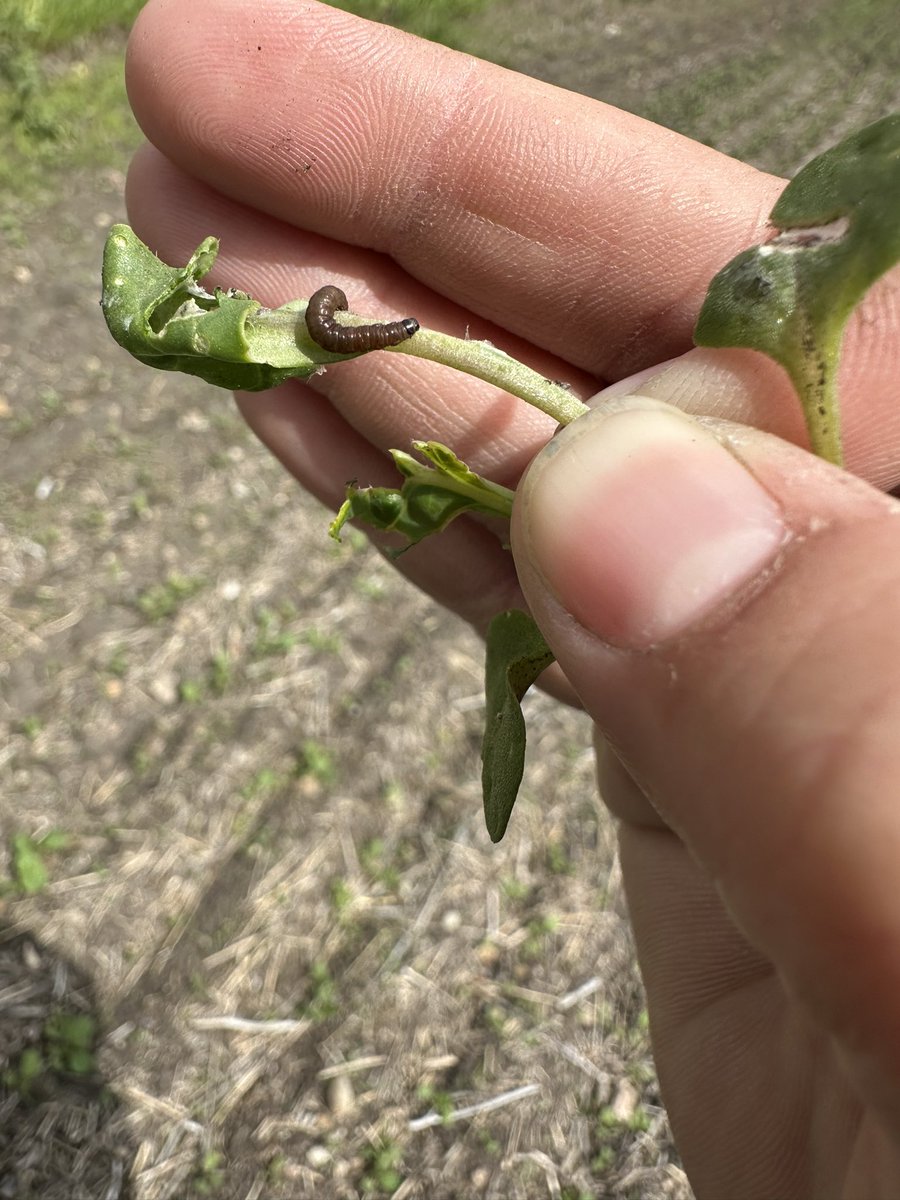 Clearview Agro Ltd tweet media