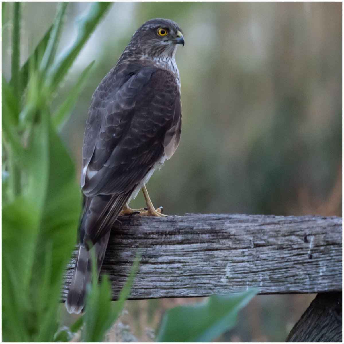 Tonydotlufc's tweet image. A new visitor to “The Gate” @carolinelufc @StaffsWildlife @WestMidsBirding 
#sparrowhawk #thegateyoxall