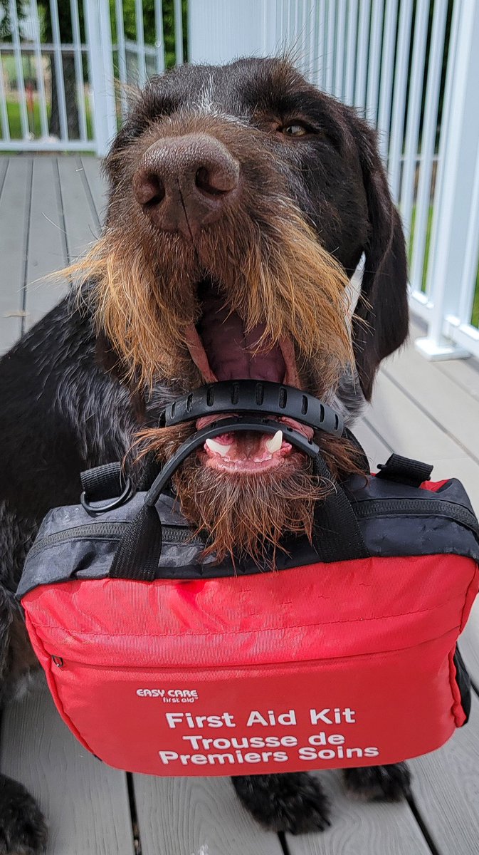 What are the most important items in a first-aid kit for gundogs?
