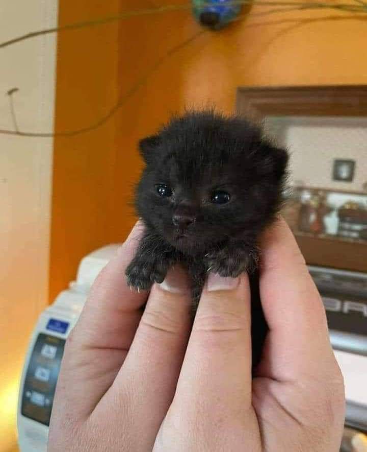 𝐌𝐚𝐭𝐭 𝐏𝐢𝐧𝐧𝐞𝐫 tweet media