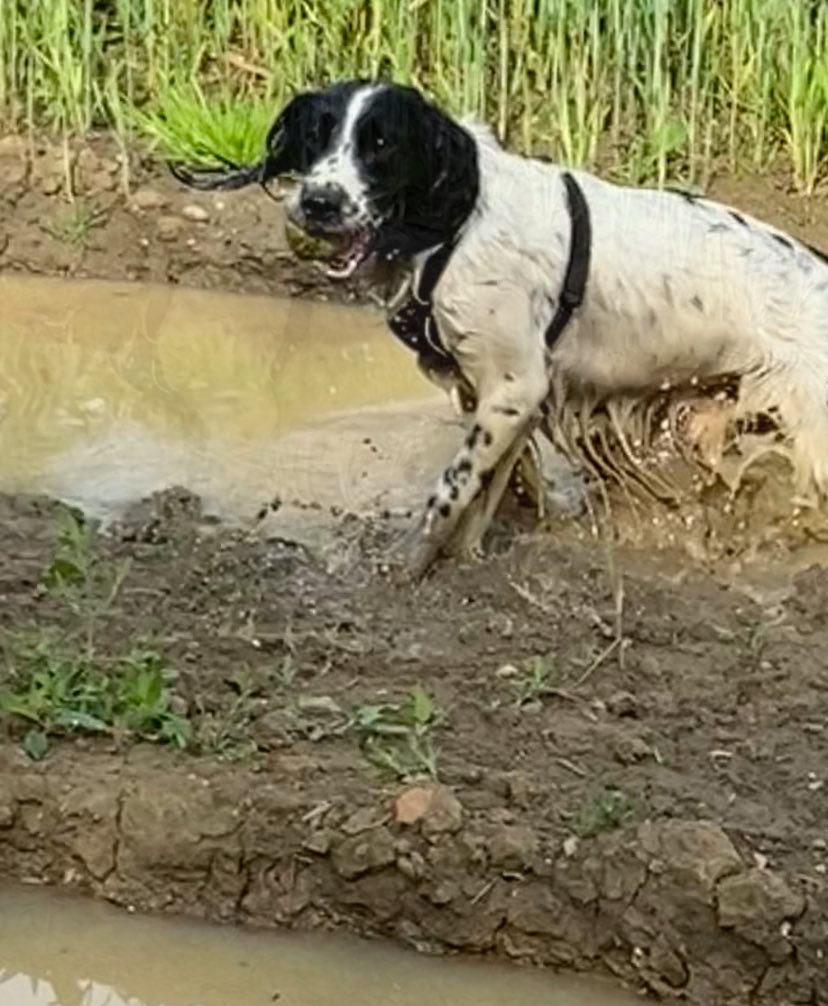 Nothing like a wet muddy walk after a busy day at work with a springer and a ball - happiness hour at its best ❤️