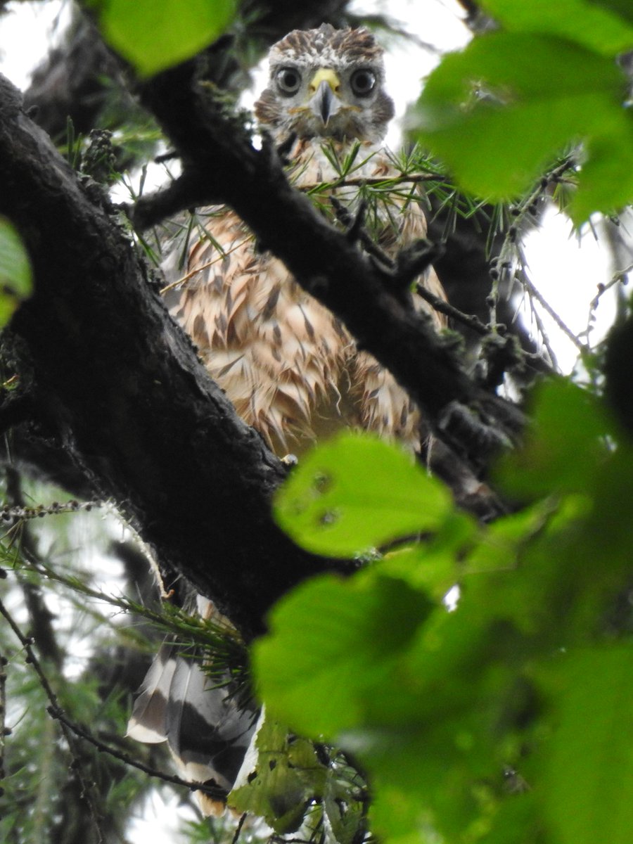This beautiful Goshawk fledgling is the undoubted highlight of my latest blog post: kosicepatchbirding.wordpress.com/2024/06/17/26-…