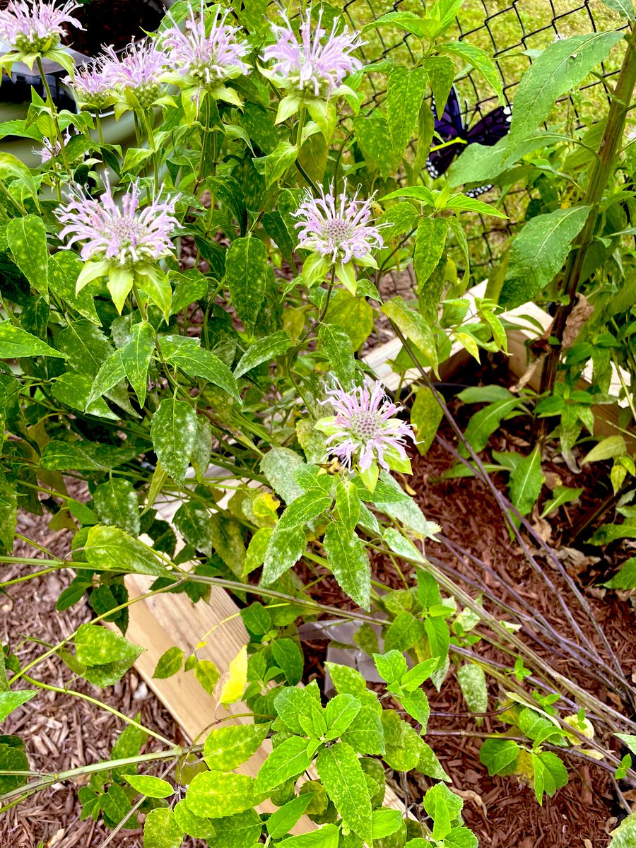 We have lots of visitors in our new pollinator garden! <a href="/GaylePanthers/">T. Benton Gayle Middle</a>