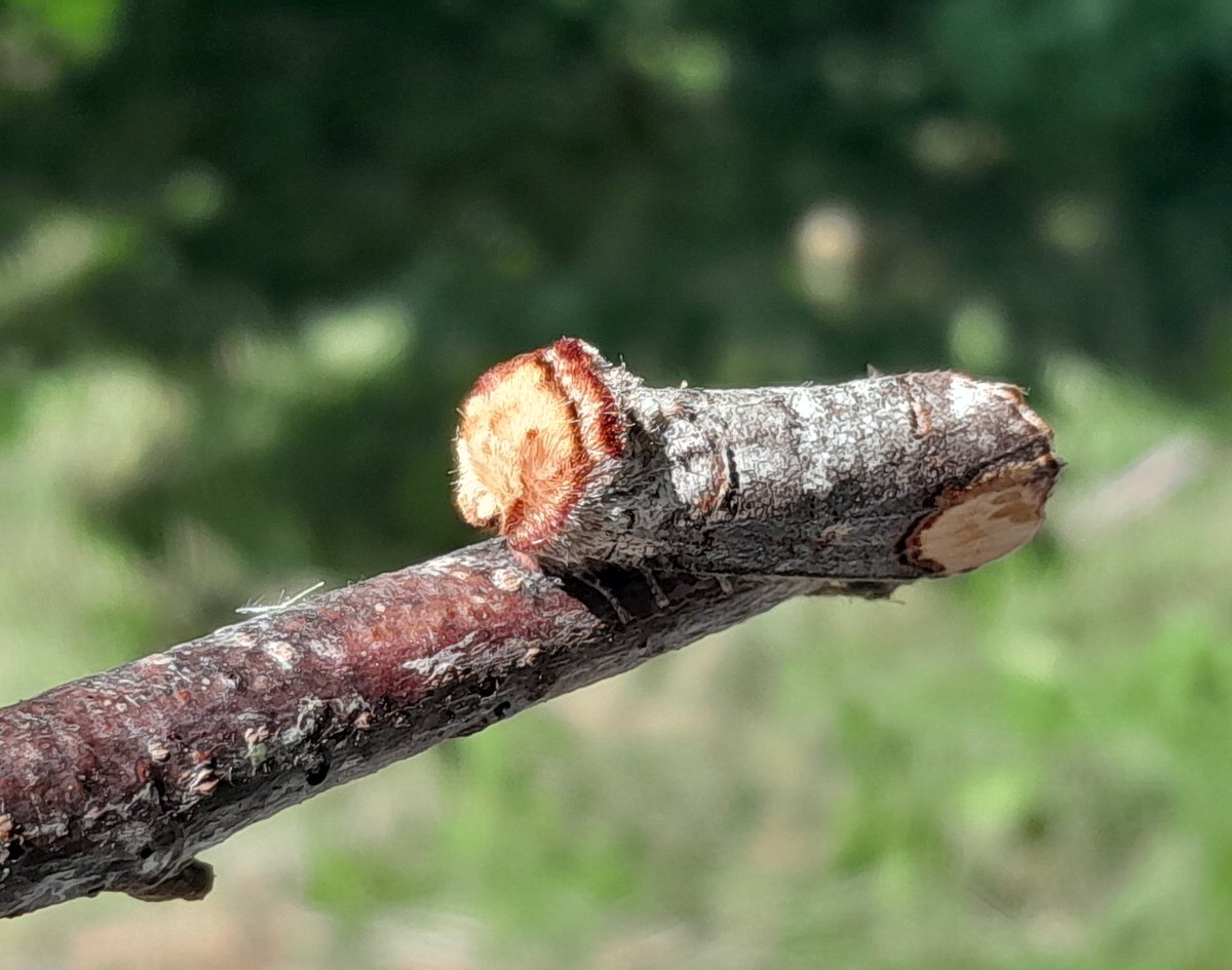 NTCroome's tweet photo. Thank you @BC_WestMids for a fascinating Moth Morning!
Over 35 different species of moths were found in the 4 traps they had set overnight including hawk moths &amp; the cleverly disguised Buff Tip moth which looks like a twig! 
#WorcestershireHour @NTmidlands
📷 NT / Katherine Alker https://t.co/VTNUOJiNZT
