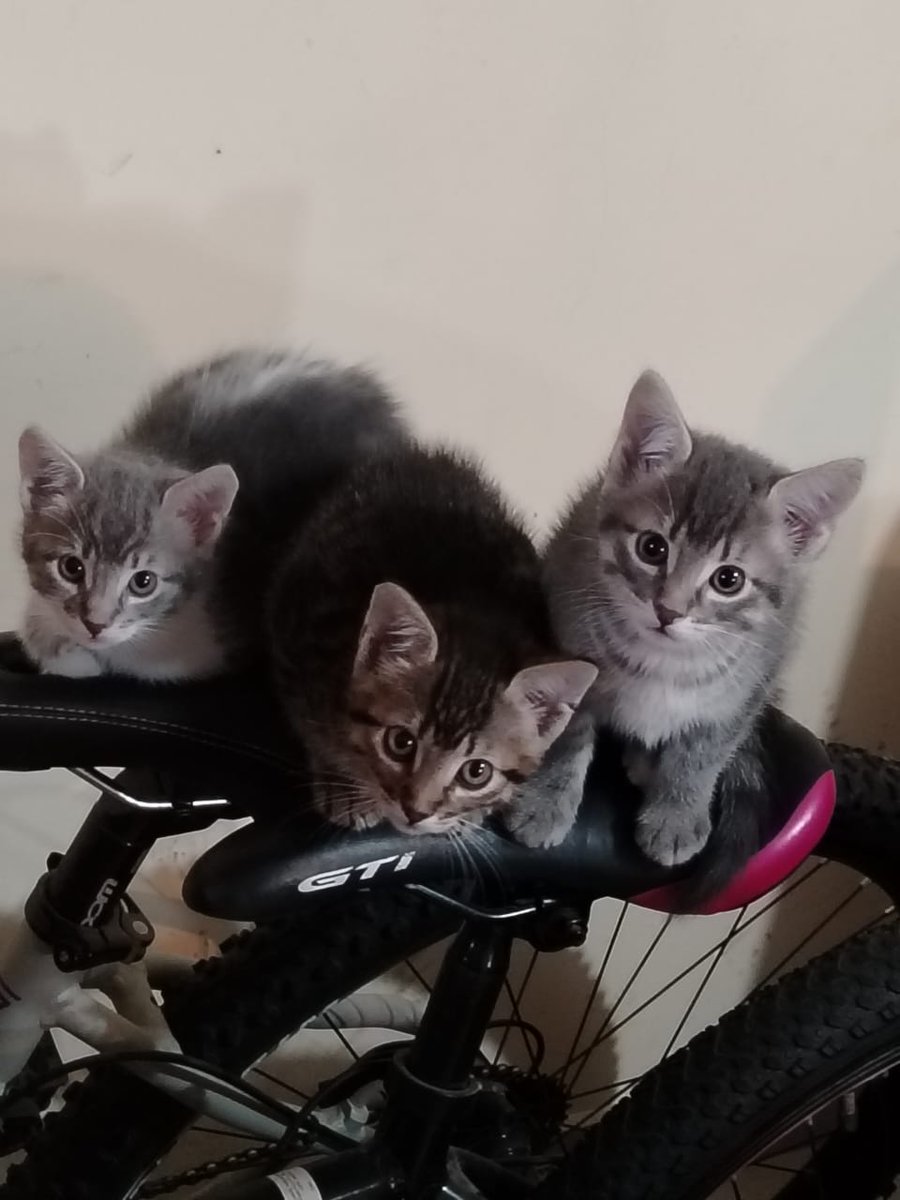 ADOPCIÓN RESPONSABLE, son 3 hembritas parecen de unos 2 a 3 meses, las abandonaron y necesitamos ubicarlas pronto en un hogar de URGENCIA. Información al 0984441096 🐾