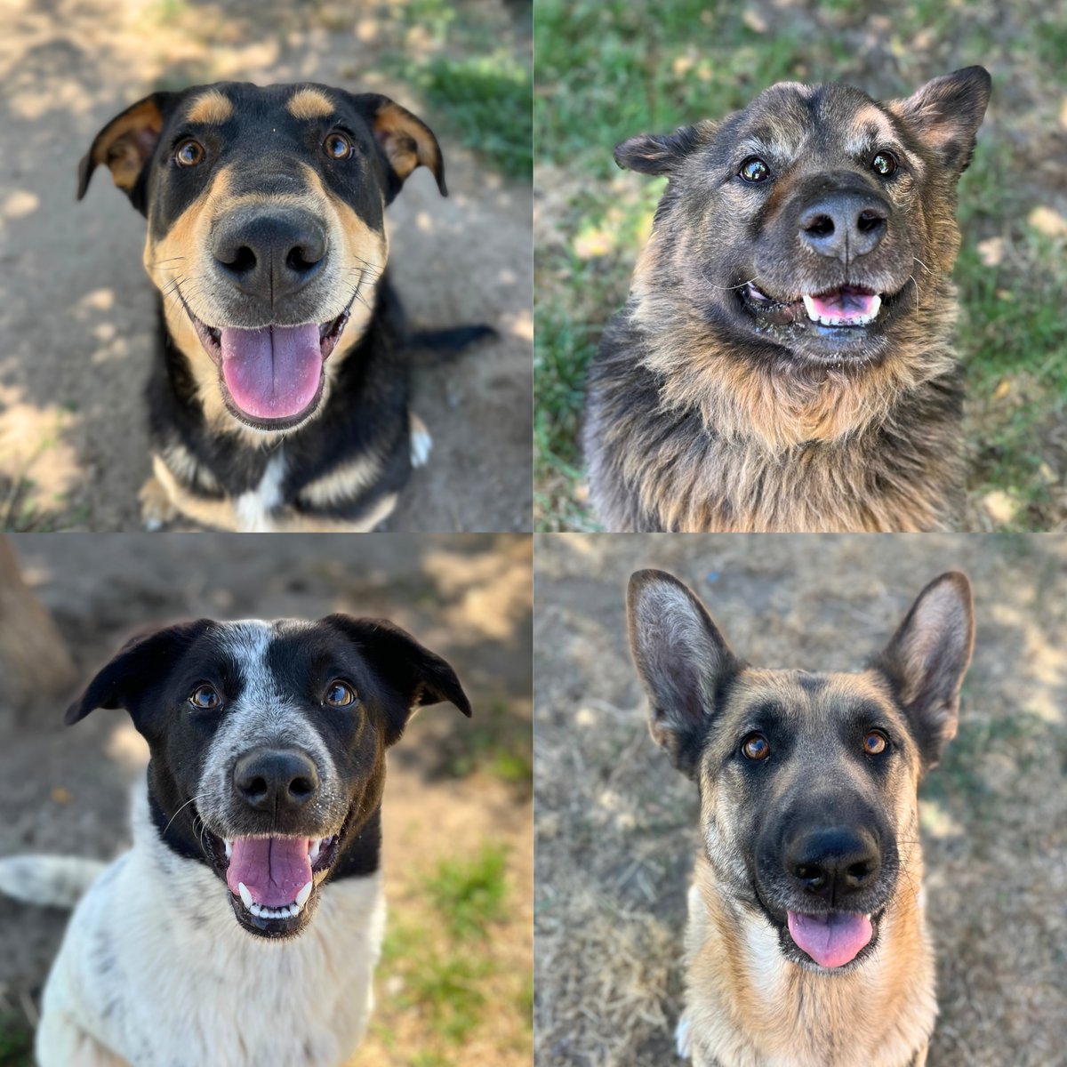 Stanislaus Animal Services Agency tweet media