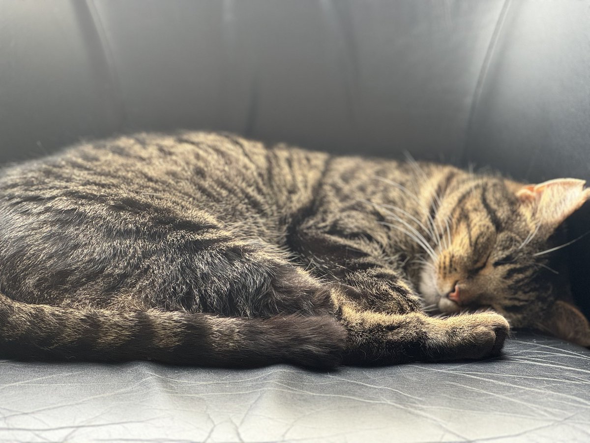 JohnInnesCentre's tweet photo. When every day is National #TakeYourCatToWork Day* at JIC 🐾
(Well, maybe we don’t literally bring our cat(s) in every day…but we do have Rex the #ScienceCat 🧪 who lives here, so that’s basically the same thing)
#LifeAtJIC @NorwichResearch https://t.co/8eEmD6CFQL