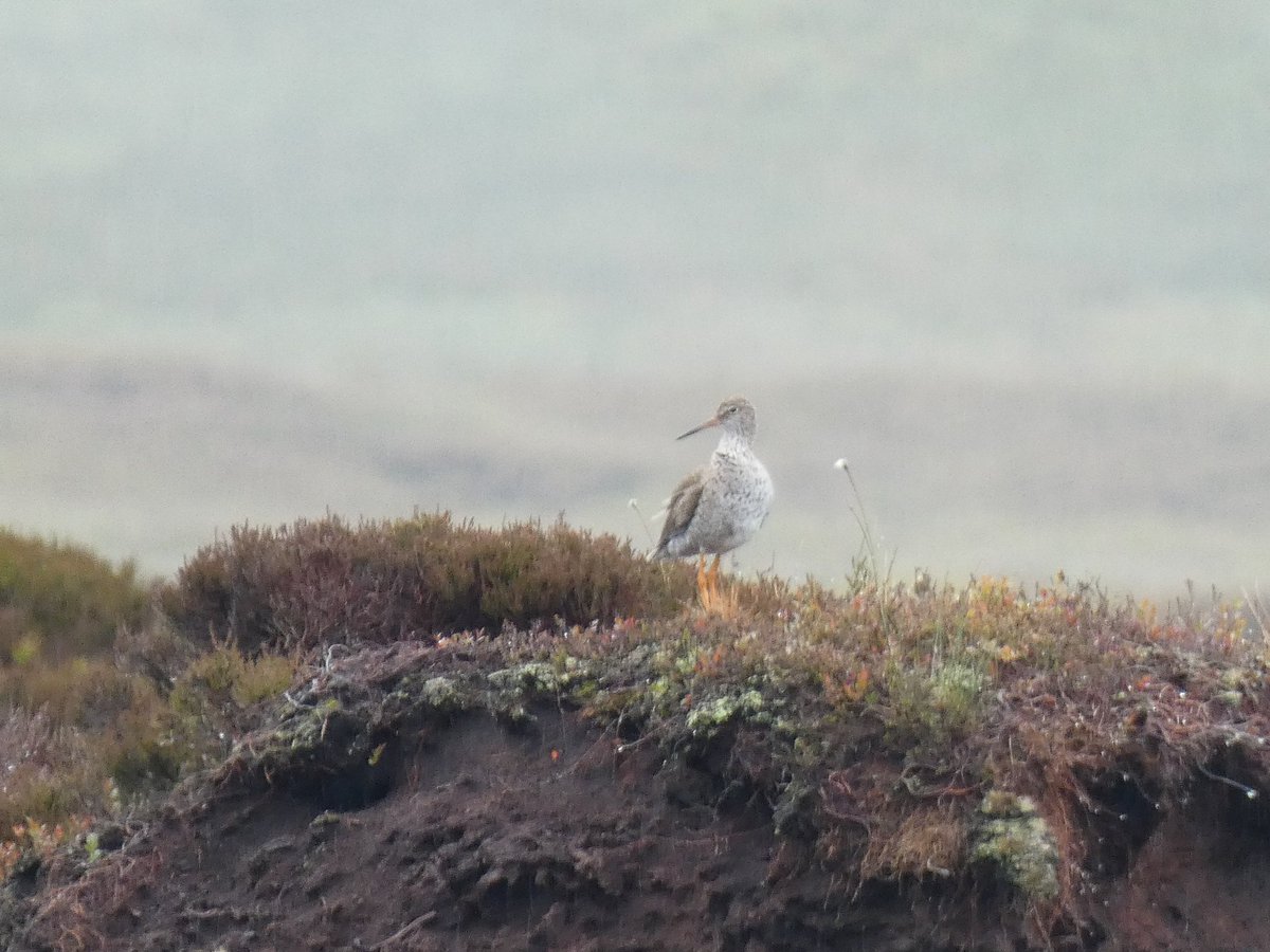 Beth Thomas tweet media