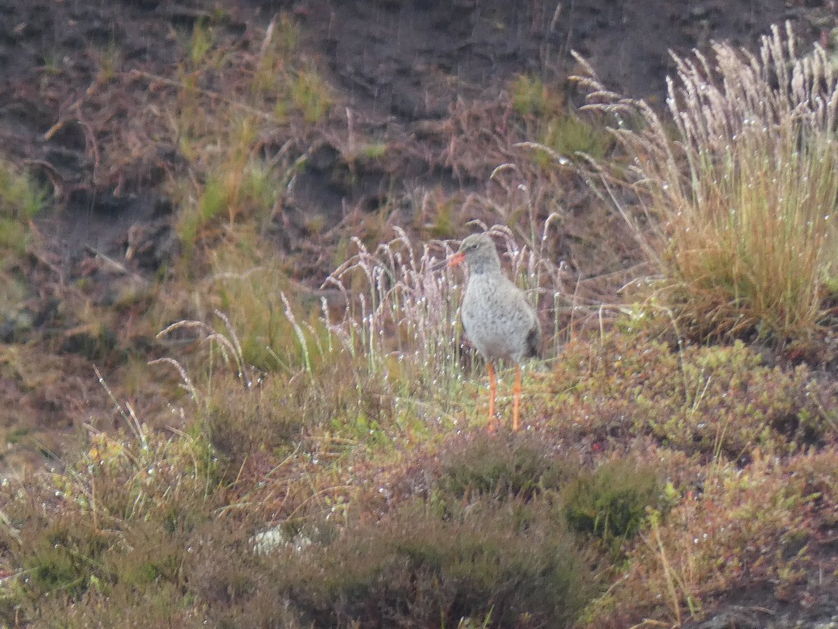 Beth Thomas tweet media