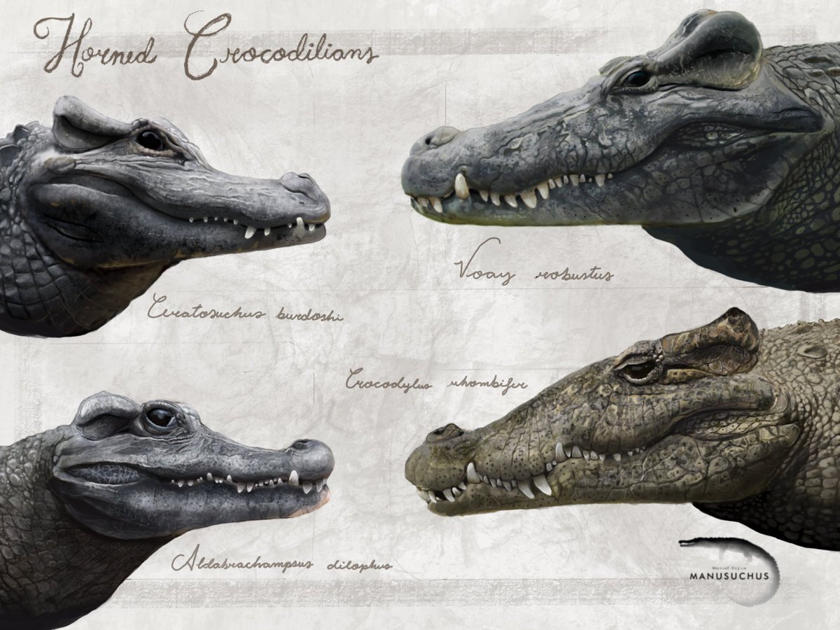 -Horned crocodilians-
I hope you are all having a great #worldcrocodileday
For this year's celebration, I bring this poster that compiles 4 crocodilian species, extinct and alive, that have developed "horns" (elevated lobes of the squamosal bones).