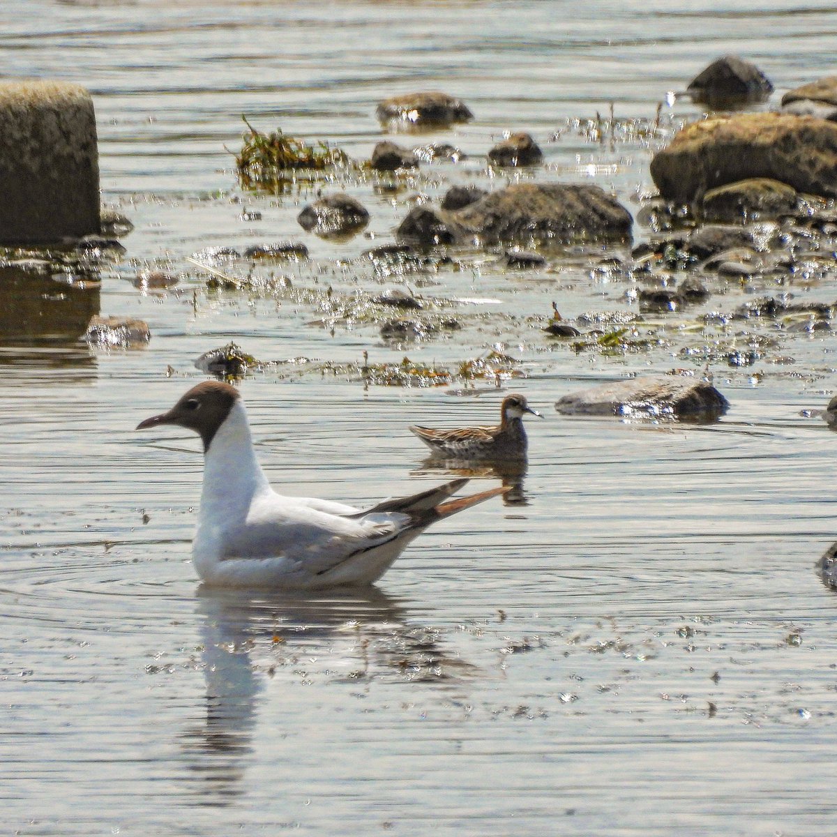 A smashing Red-knecked Phalarope at Scaling Dam this afternoon <a href="/teesbirds1/">teesbirds</a>