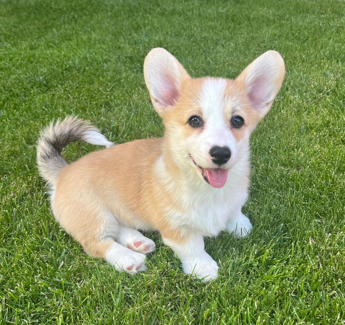 Filipova_Lucia's tweet photo. June is my puppy month! #corgi #maya #11weeks https://t.co/UBUb1nMV8Z