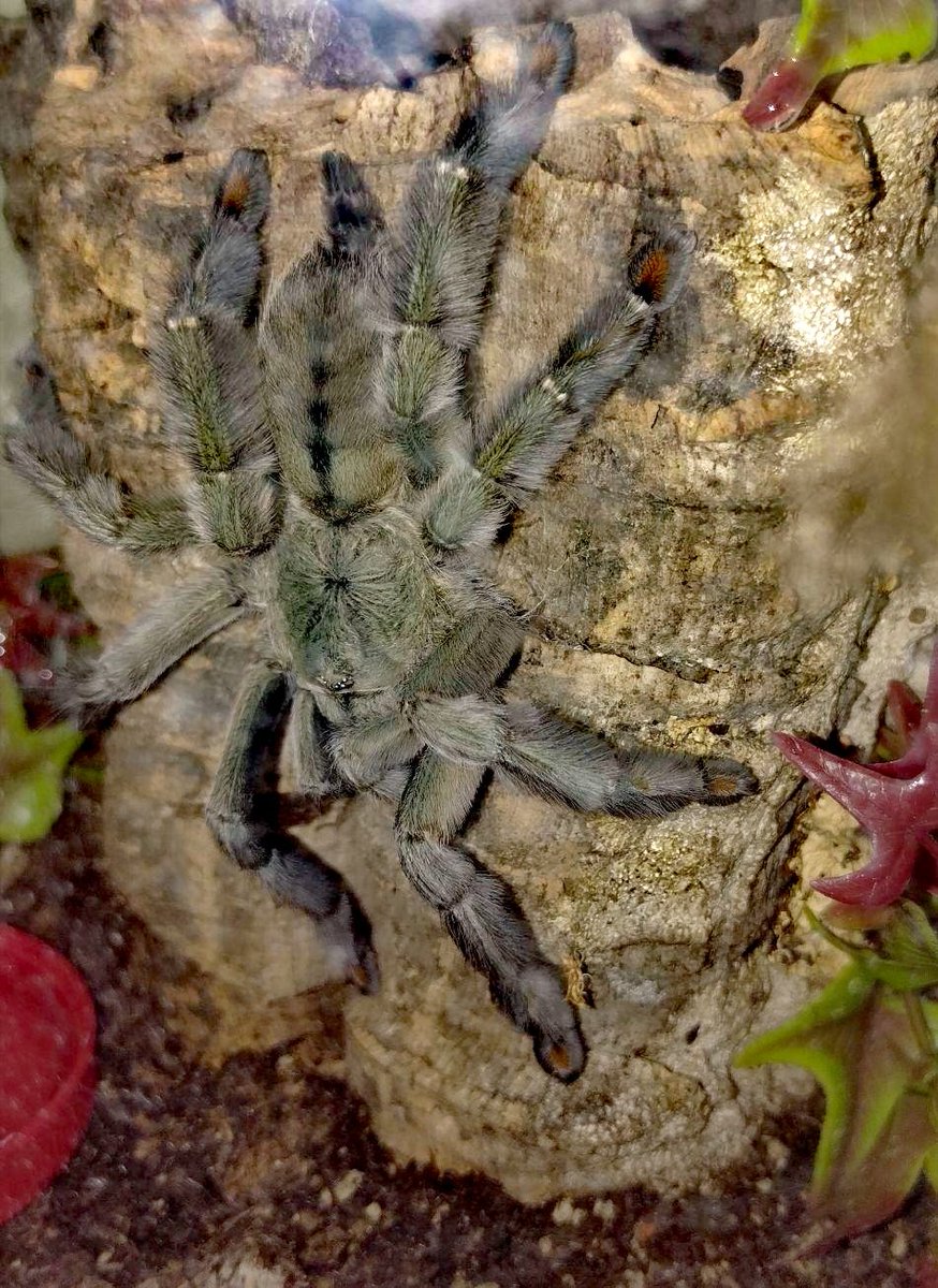 DailyTarantulas's tweet photo. My #Psalmopoeus cambridgei #tarantula looks quite greenish after her molt. Really happy to see her in such stunning coloration. https://t.co/VJ5pKIUd32