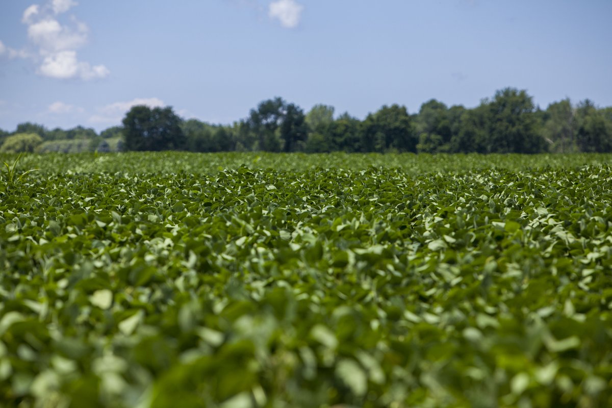 #EastCdnAg, protecting your soybeans against white mould could give you a significant yield and ROI bump.

#DelaroComplete controls all major soybean diseases AND protects against white mould, especially in high disease-pressure situations. See trial data: bit.ly/3NObIf8