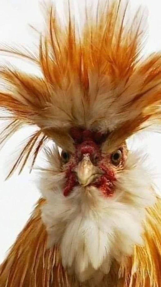 HousePoulet's tweet photo. Mood del lunes luego de haber jugado dominó el sábado en Poulet 🤣😎

#domino #díadelpadre #felizdiapapa #sanantonio #losaltos #altosmirandinos #pollito #pollofrito #pollocrudo #poulet https://t.co/J7VihZ1lE7