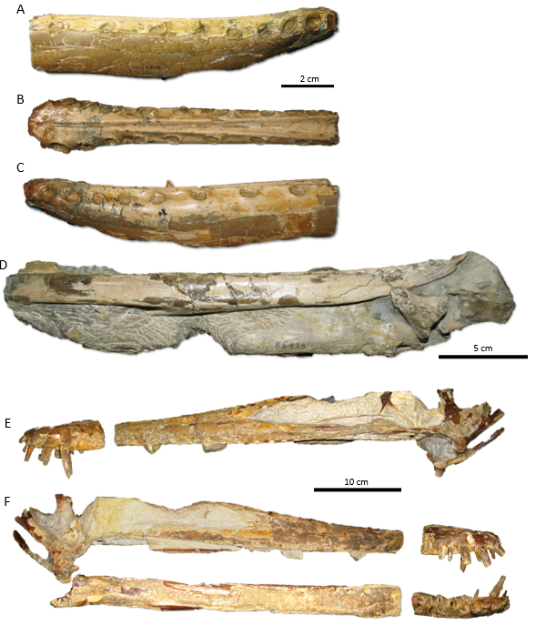 FeliPinheir's tweet photo. Everyone ready for a complete and spectacularly illustrated taxonomy of the pterosaurs of the Araripe Basin? It is currently baking in the oven! 🦴 https://t.co/xAGaBJhyie
