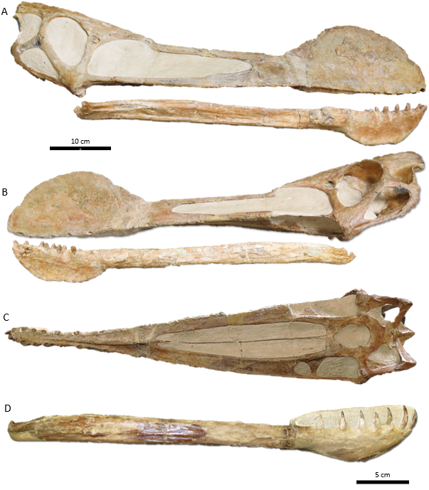 FeliPinheir's tweet photo. Everyone ready for a complete and spectacularly illustrated taxonomy of the pterosaurs of the Araripe Basin? It is currently baking in the oven! 🦴 https://t.co/xAGaBJhyie