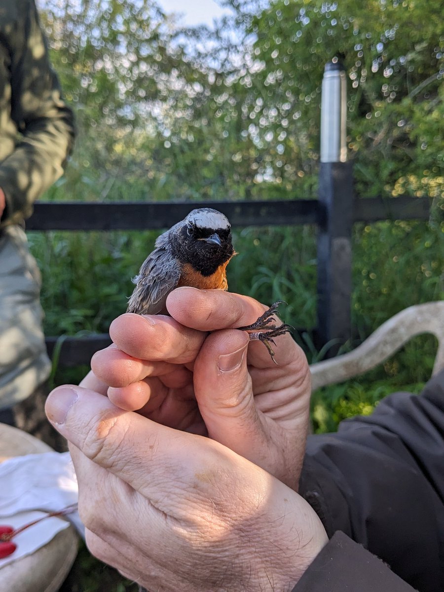 HartpuryUniAnAg's tweet photo. What a busy day for two of our staff today @garrettlucy1 and @AnthonyLowney had an early start to help #bird #ringing on a nature reserve for #constanteffort site #research #redstart #whitethroat #reedbunting #wren https://t.co/A2m2HZWnyf