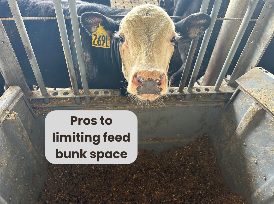 Limiting feed bunk space can improve feed efficiency, reduce handling costs due to lower manure production and unnecessary bunk cleaning, better identify sick cattle, and decrease heat stress on account of limited feed intake minimizing heat production.
