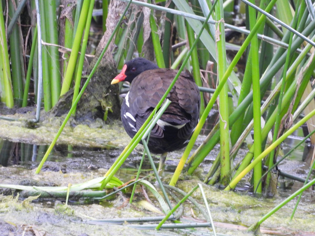 Nice to see a family of Stonechats  and a Moorhen my 50th bird species here at Newcastle Woods Co. Longford today. 
<a href="/BirdWatchIE/">BirdWatch Ireland</a> <a href="/Britnatureguide/">The British Nature Guide</a> <a href="/longfordcoco/">Longford County Council</a> <a href="/PatchBirding/">Patchwork Challenge</a> #BirdsSeenIn2024 #BirdsOfTwitter #photography #PWC2024 #birdphotography #birding  #TwitterNatureCommunity
