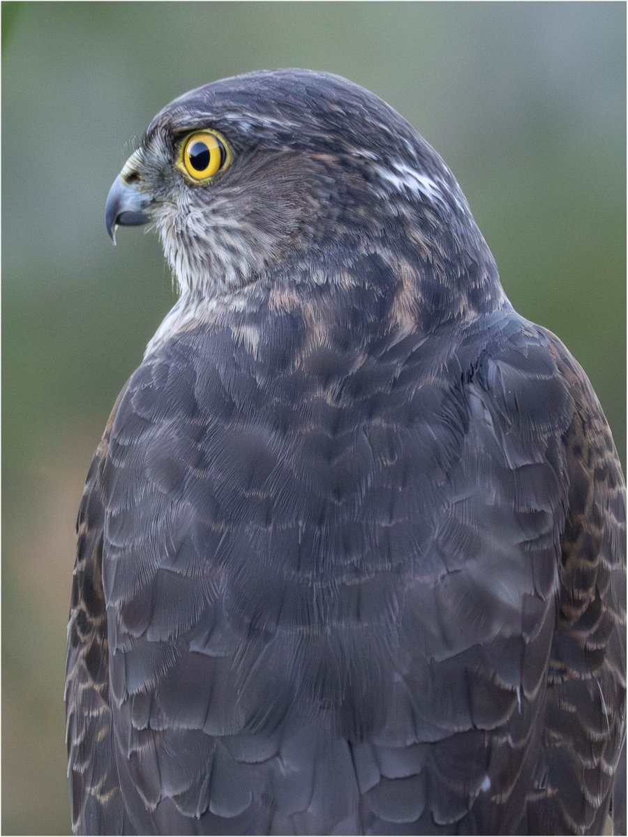 Tonydotlufc's tweet image. A day for Sparrowhawk visits in our garden @carolinelufc @WestMidsBirding @WestMidBirdClub @StaffsWildlife
