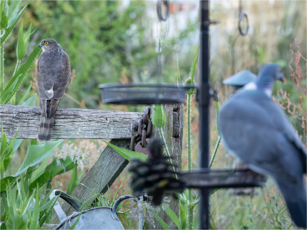 Tonydotlufc's tweet image. A day for Sparrowhawk visits in our garden @carolinelufc @WestMidsBirding @WestMidBirdClub @StaffsWildlife