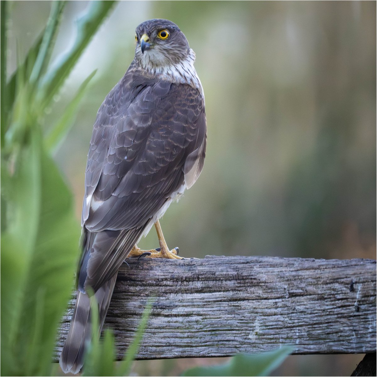 Tonydotlufc's tweet image. A day for Sparrowhawk visits in our garden @carolinelufc @WestMidsBirding @WestMidBirdClub @StaffsWildlife