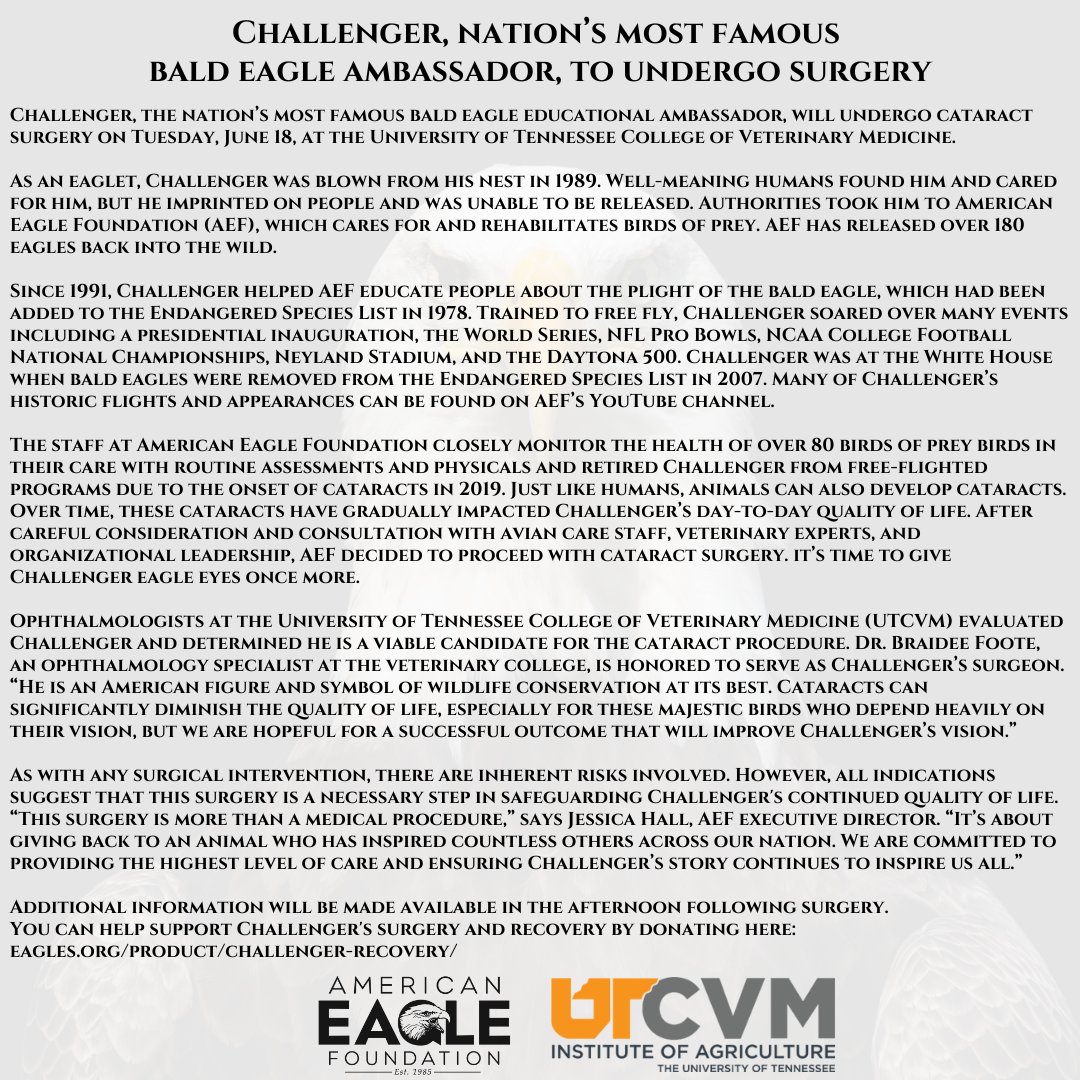 Challenger, the nation’s most famous bald eagle educational ambassador, will undergo cataract surgery on Tuesday, June 18, at the University of Tennessee College of Veterinary Medicine. You can support Challenger's surgery and recovery by donating here: eagles.org/product/challe…