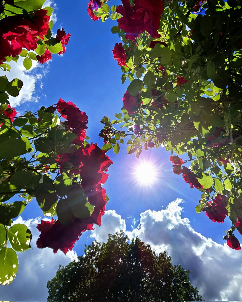 mvinge's tweet image. I took this pic yesterday. I wish you could smell it. The extra humid+hot weather gave the canopied forest trails &amp;amp; flower gardens that wonderful greenhouse smell🌞🌹
