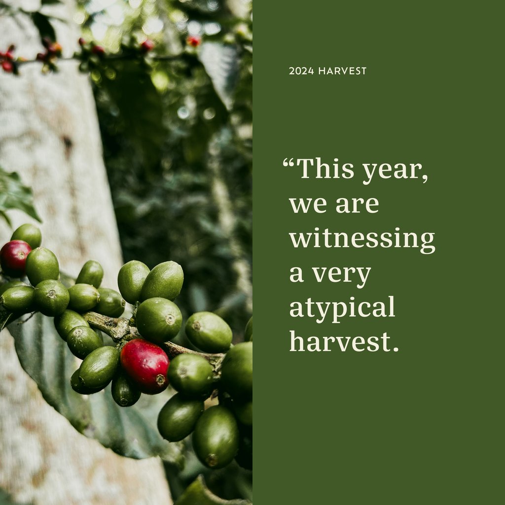 Casa Brasil Coffees tweet media