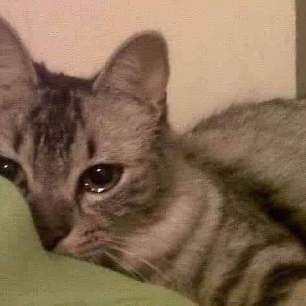 Punch Cat (@punchingcat) on Twitter photo 