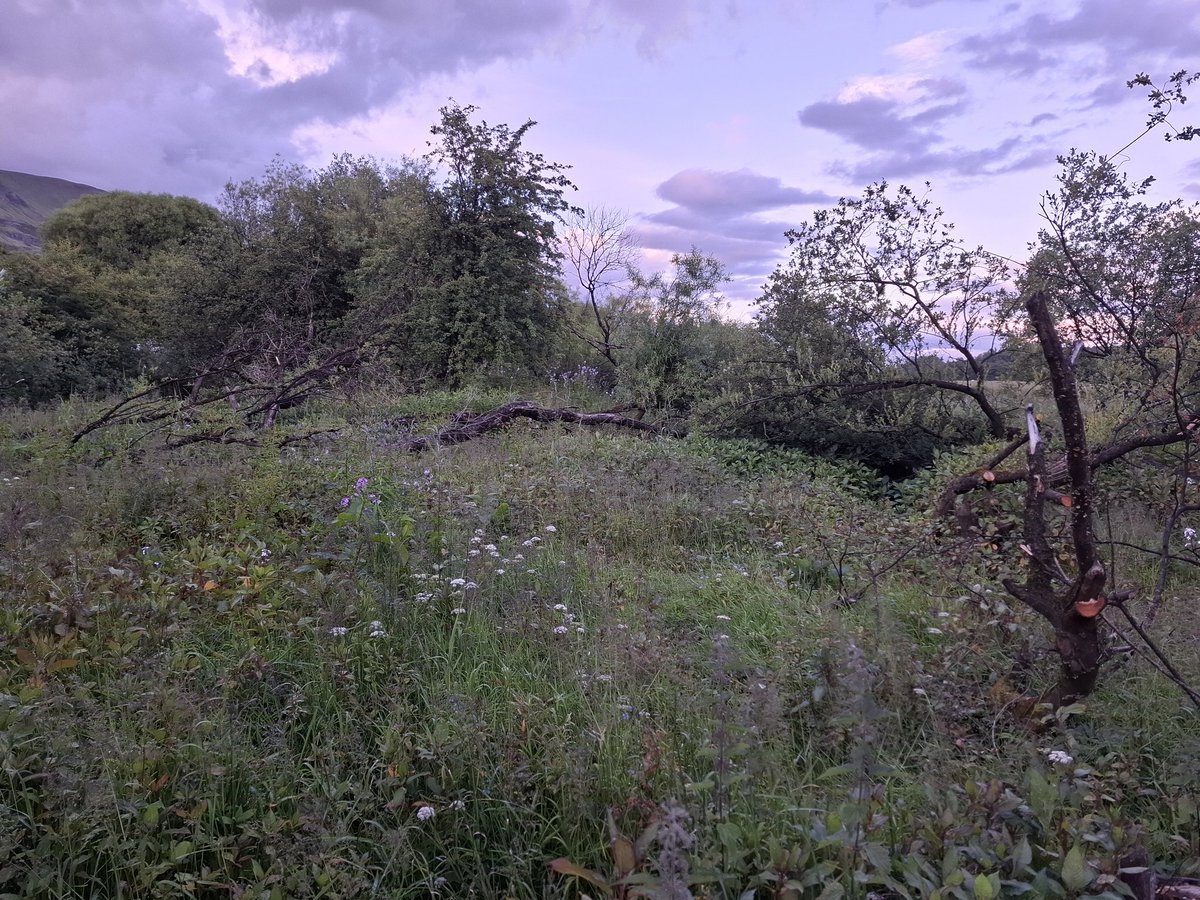 GordonEaglesham's tweet photo. The catastrophic effects of beaver 'damage'. https://t.co/UQKQpJggmU
