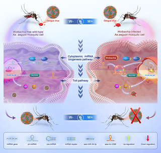 bloodSparasites's tweet image. Wolbachia mediates crosstalk between miRNA and Toll pathways to enhance resistance to #dengue virus in #Aedes aegypti dlvr.it/T8Prf7 @PLOSPathogens