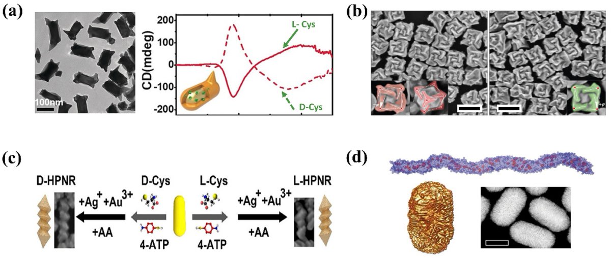Biosensors_MDPI's tweet image. #Review
Gold-Nanoparticle-Based Chiral Plasmonic Nanostructures and Their Biomedical Applications
by Hanbo Li, et al.
doi.org/10.3390/bios12…

@MDPIOpenAccess @ChemMatSci_MDPI @UCAS1978
#chirality #surfaceplasmon #goldnanoparticle #plasmoniccirculardichroism #openaccess