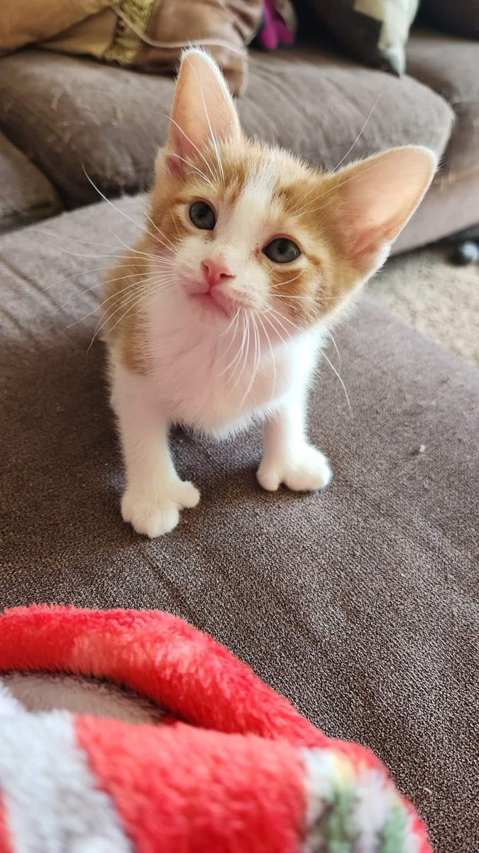 Check out this little nugget we are welcoming to the Schmidt house on Wednesday! His name will be Mose (Dwight’s cousin from The Office). I hope you are all having a great summer! ♥️