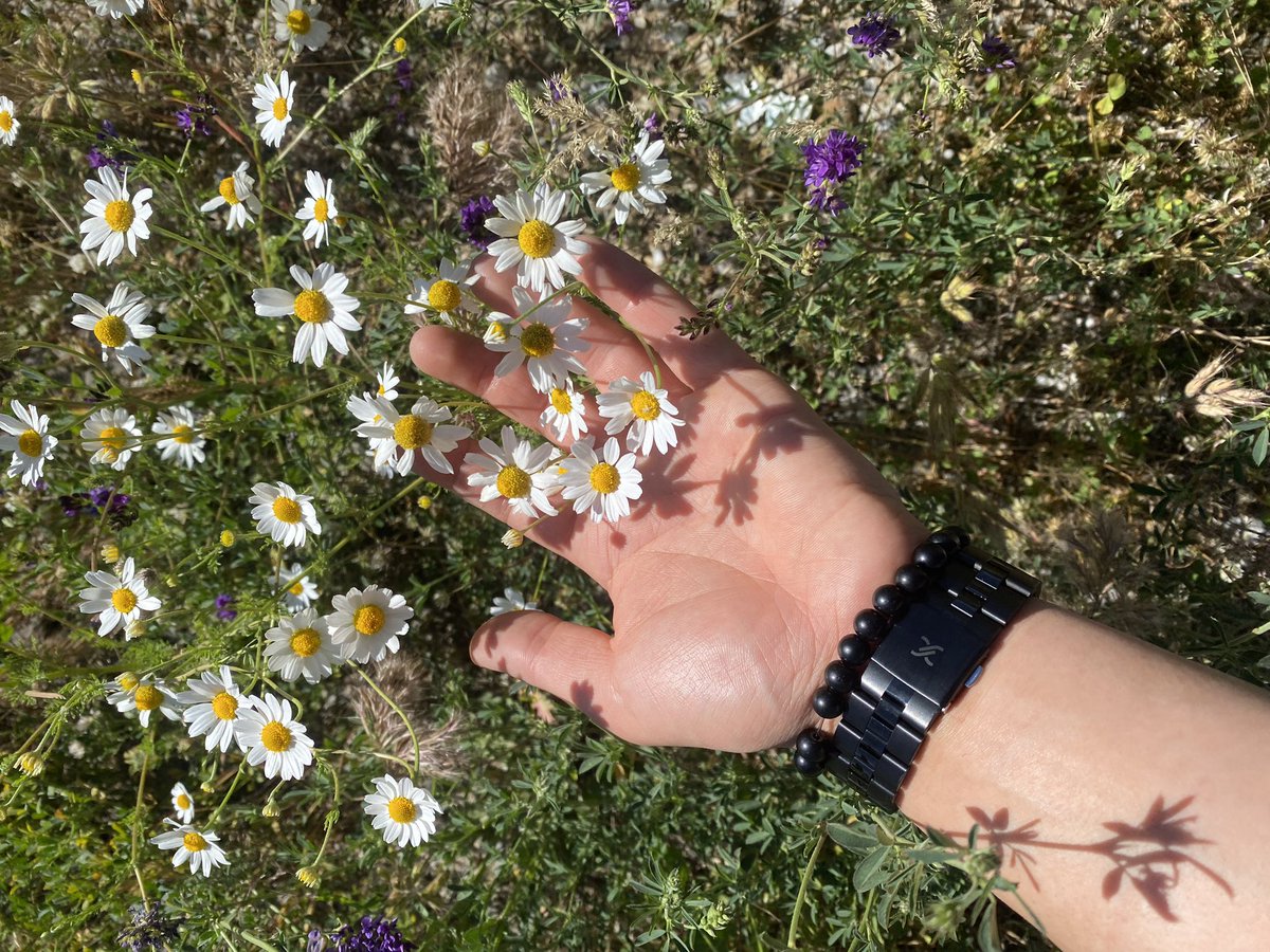 🌼🤍