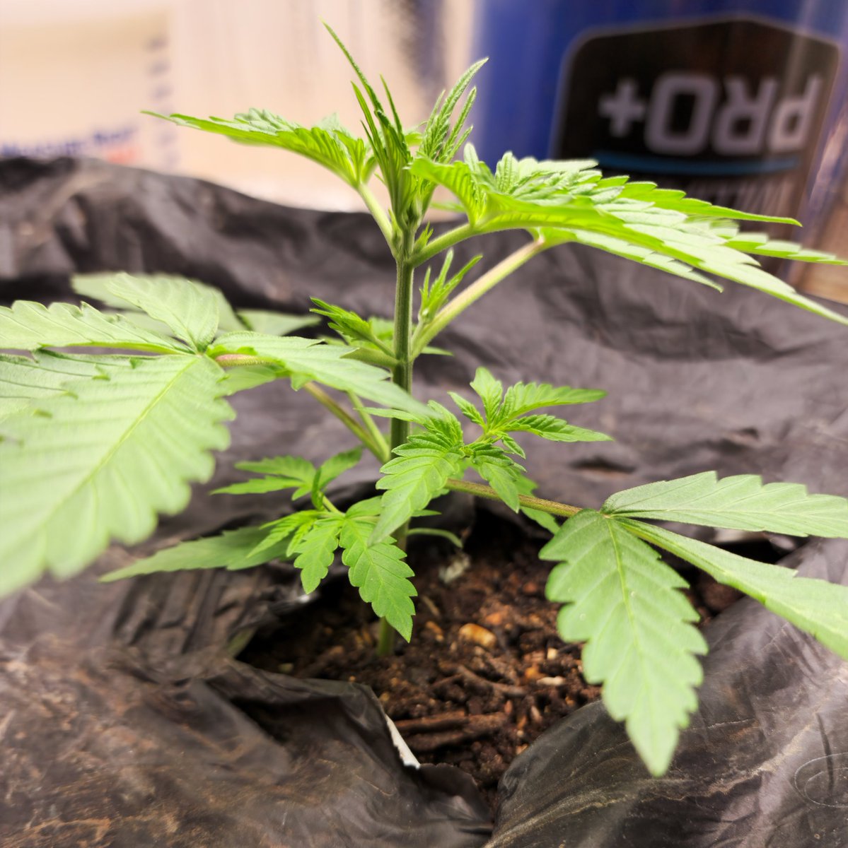 @kclightup (@kclightup) on Twitter photo Today I topdressed with some <a href="/BuildASoil/">BuildASoil</a> Craft blend and some Colorado worm castings and watered in some big 6 and rootwise. I put the earthbox cover on and will fill the res for the first time in 3 days. <a href="/Speedrunseeds/">SpeedRunSeeds</a> Slamberry is 1 happy autoflower #organic #notill #livingsoil Today I topdressed with some <a href="/BuildASoil/">BuildASoil</a> Craft blend and some Colorado worm castings and watered in some big 6 and rootwise. I put the earthbox cover on and will fill the res for the first time in 3 days. <a href="/Speedrunseeds/">SpeedRunSeeds</a> Slamberry is 1 happy autoflower #organic #notill #livingsoil